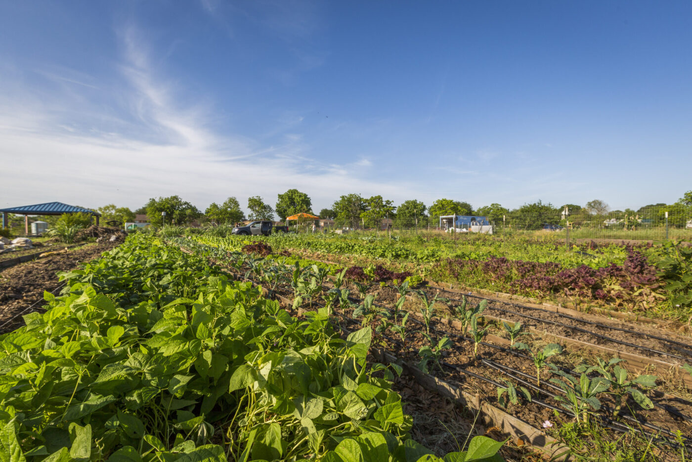 Braeswood Farmers Market